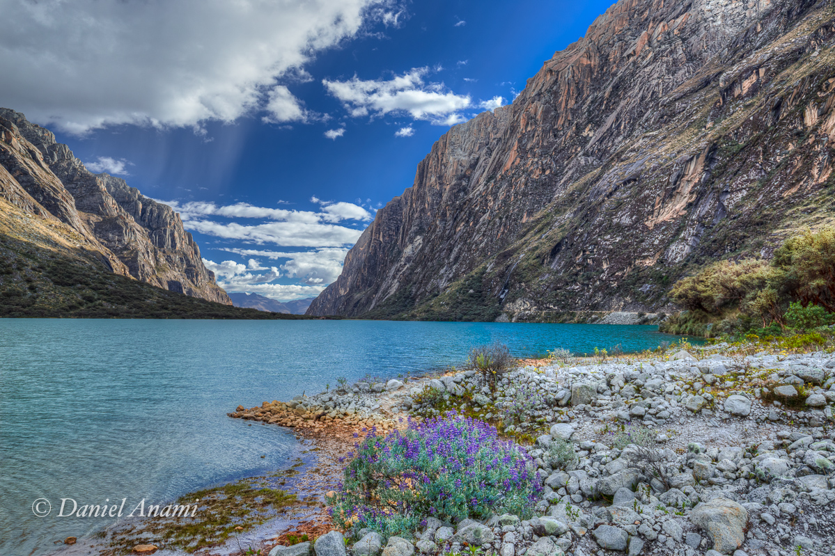 Florzinha roxa observa a chuva. Cordillera Blanca / Laguna Llanganuco - 07/07/17. Foto Daniel Anami.