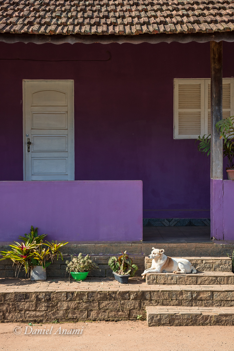 Doguito preguiçozito na casita roxita, Vale dos Lúcios, Bonsucesso, 11/08/2019. Foto Daniel Anami.