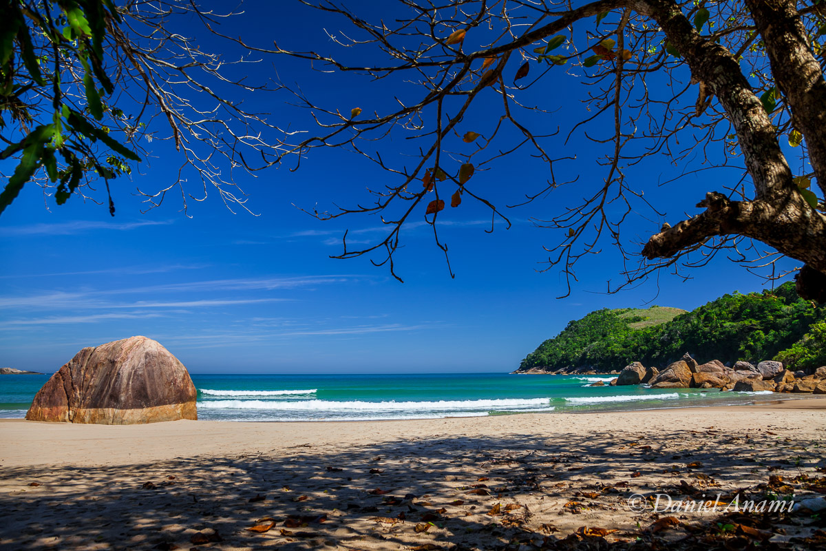 Preguiça na praia dos Antigos, Laranjeiras, Paraty, 31/08/15. Foto Daniel Anami.